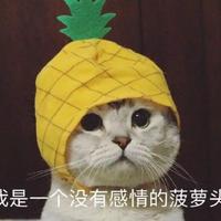 养猫还是养狗好头像