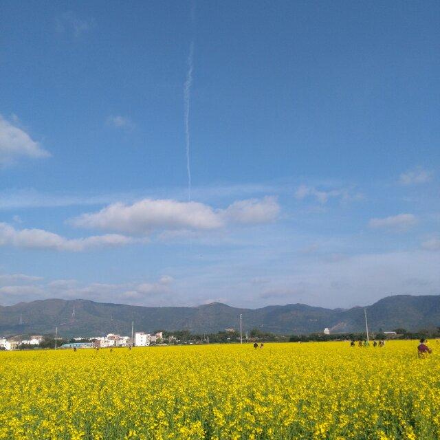 荷塘月亮头像