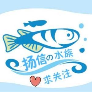 扬信水族头像