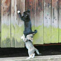 机智的小脑袋瓜头像