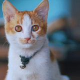 高登兄弟制造头像