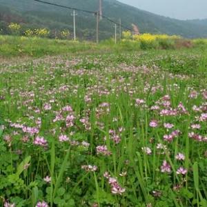 彩虹花朵露露头像