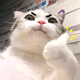 NoI头像