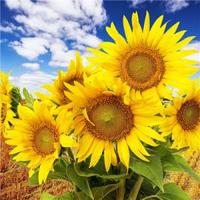 房干解目坐晚头像