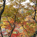 法韩德日美头像
