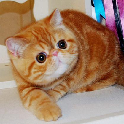 爱好写作的加菲猫头像