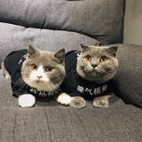 猫猫兔的头像