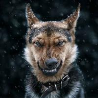 403的猫565的狗头像