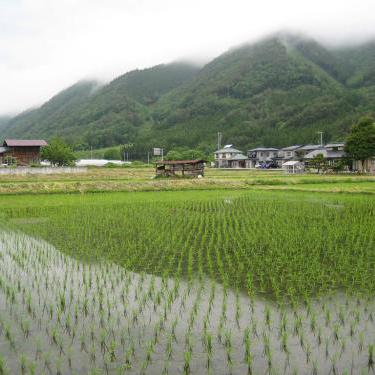 乡野的美味头像