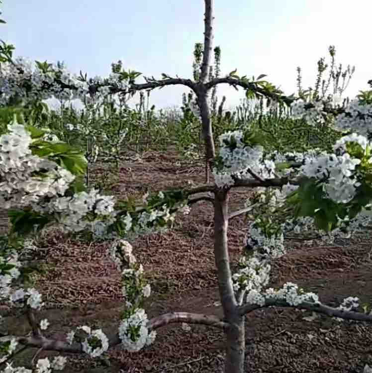 大樱桃培育种植管理头像