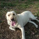 北京凯迪拉克专业维修保养服务中心头像