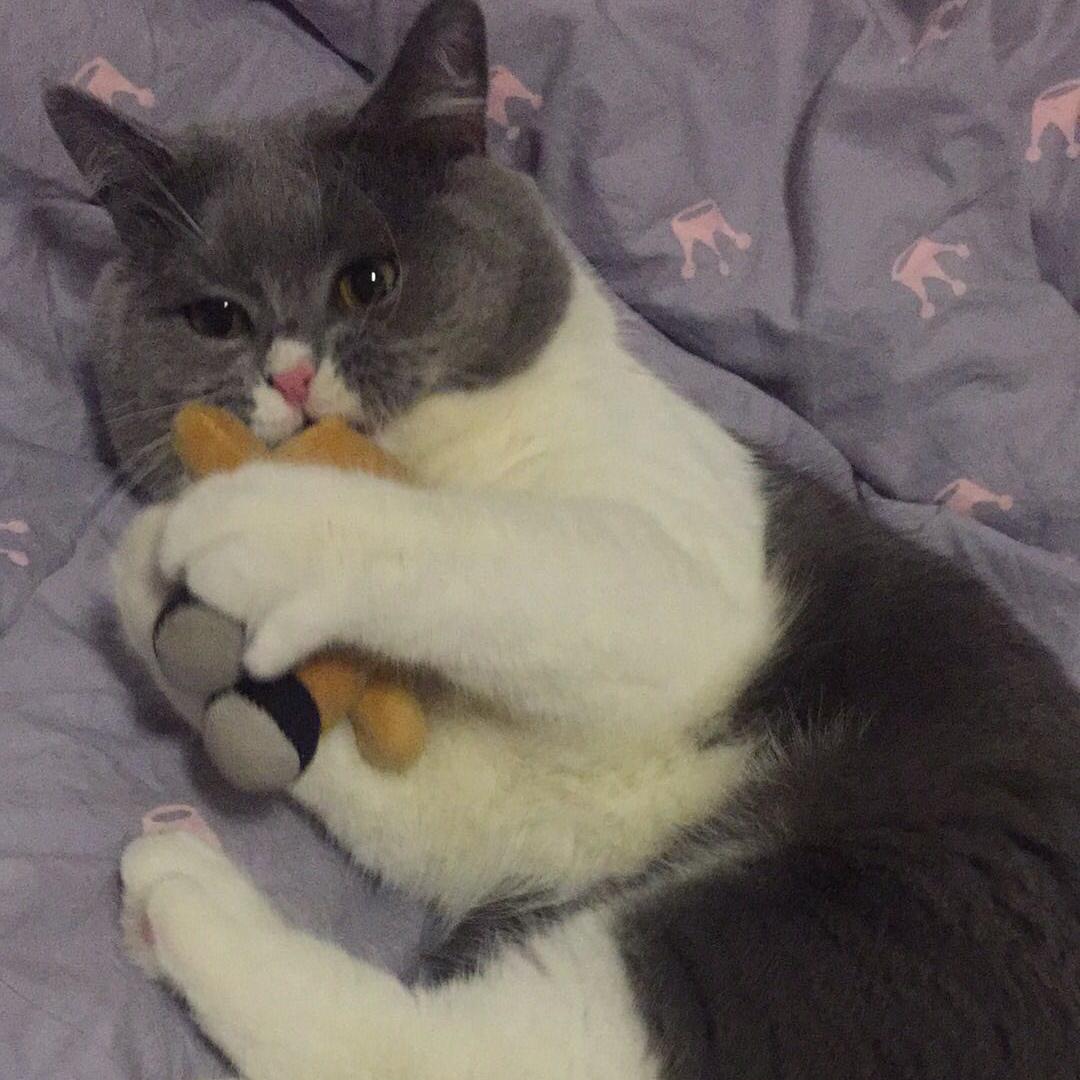 我的猫叫可可爱头像