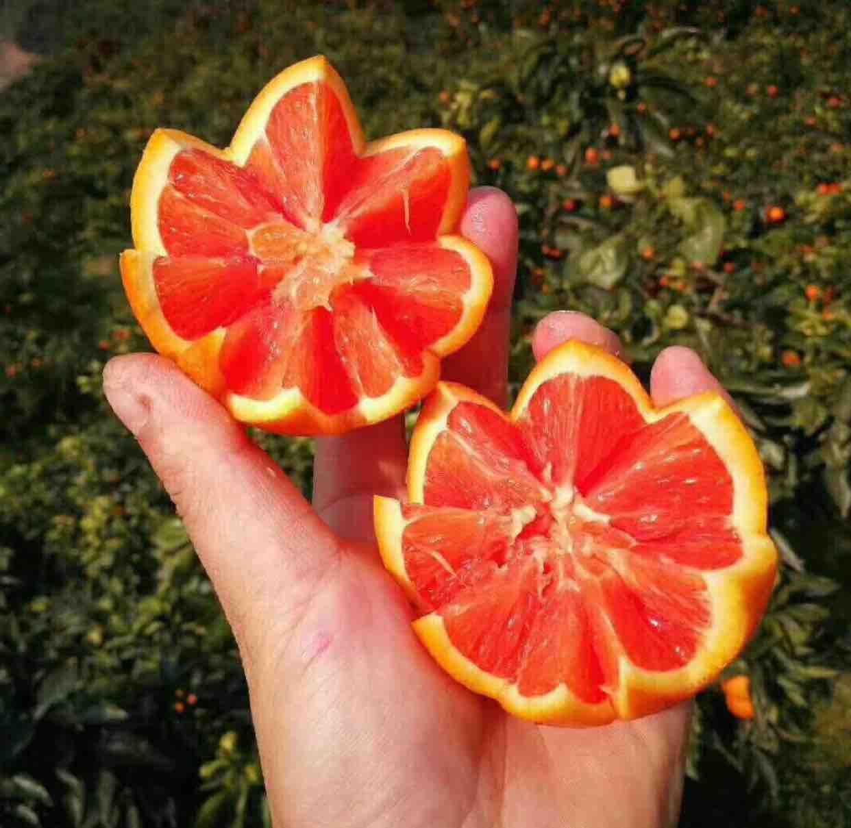 良心橙农头像