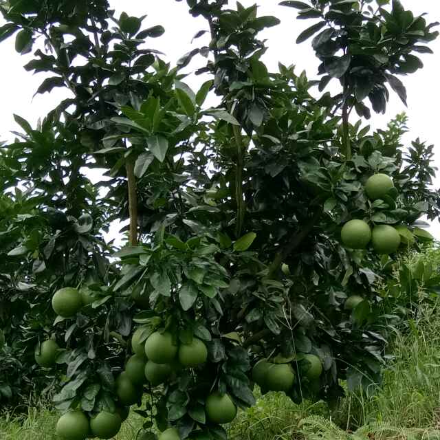 百草源农场头像