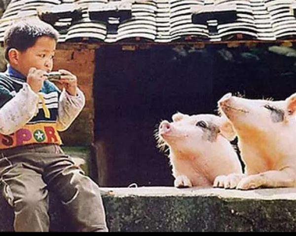 南方胡汉三头像