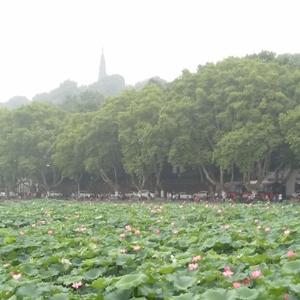 奈何缘浅768头像