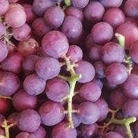 西瓜葡萄味头像