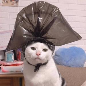 优雅呀Zd头像