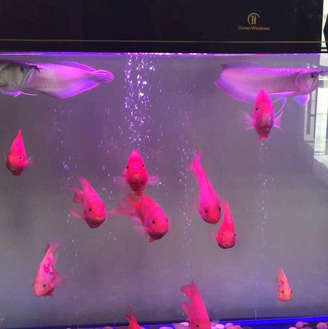 毛毛91450头像