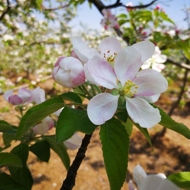 清香苹果花头像