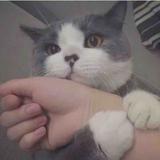 柠檬西柚zxo头像