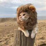 想铲屎却没有猫头像