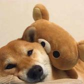 别看我我不懂365头像