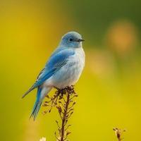 哈里波特plus头像