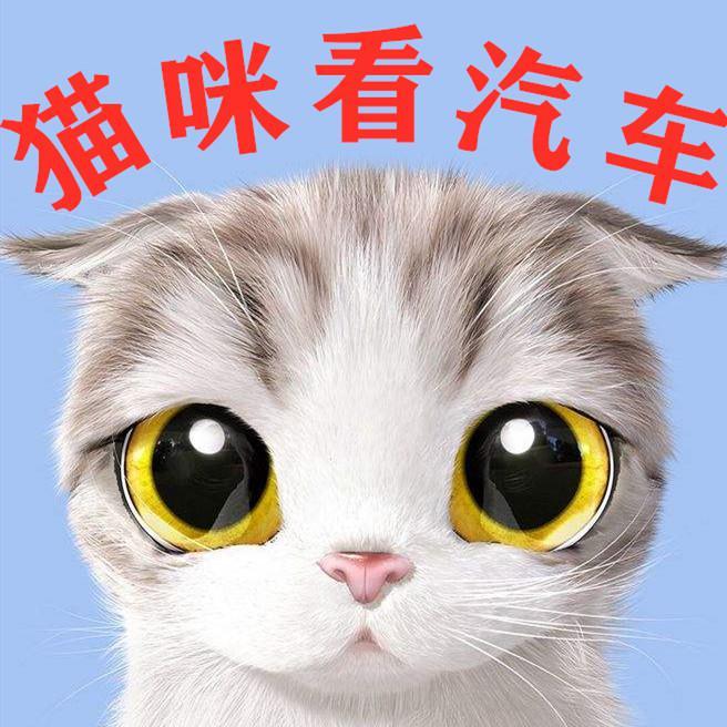 猫咪看汽车头像