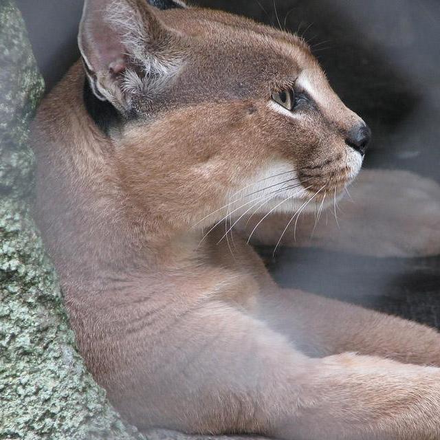 爱吃爱玩的野猫头像