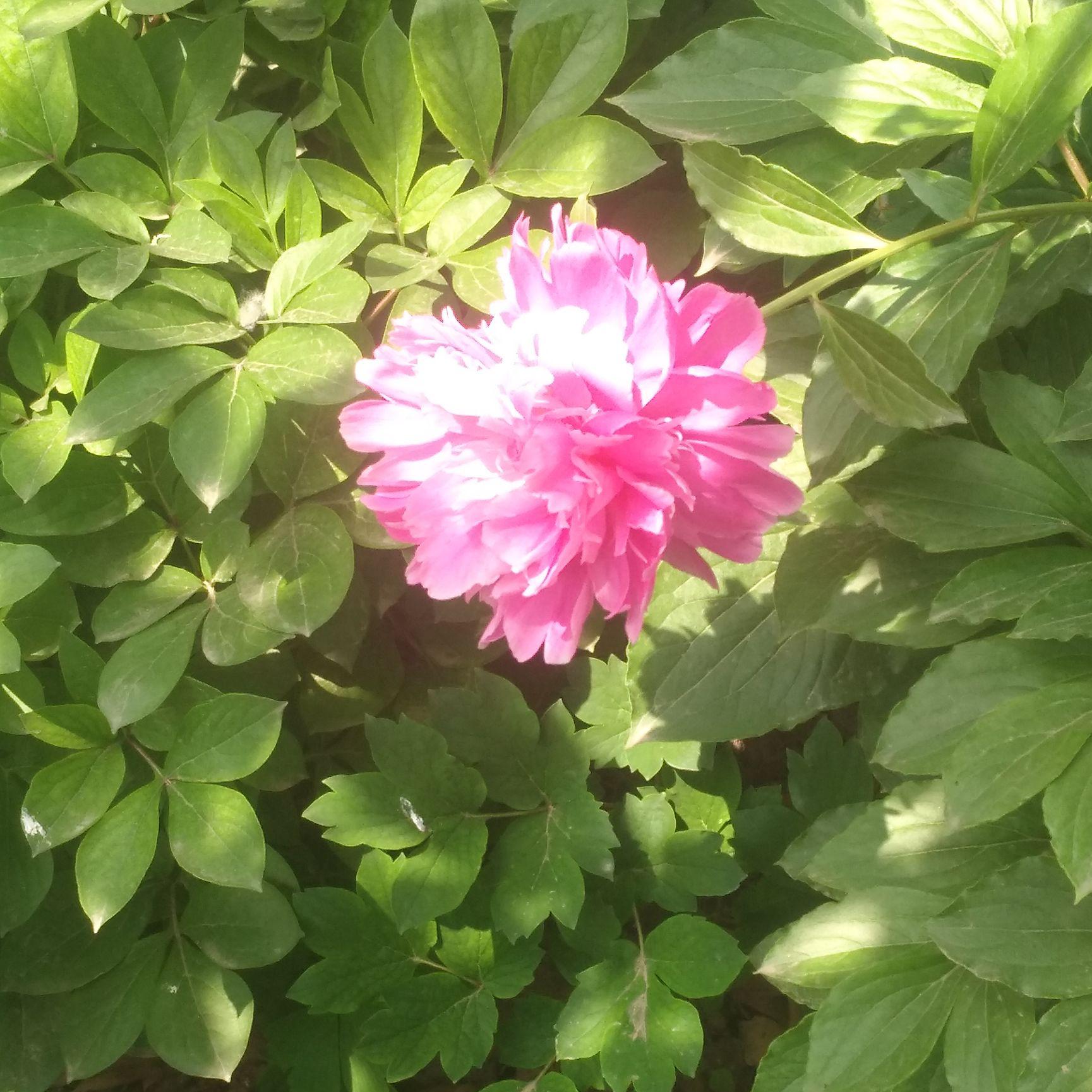 花样生活花样年华头像