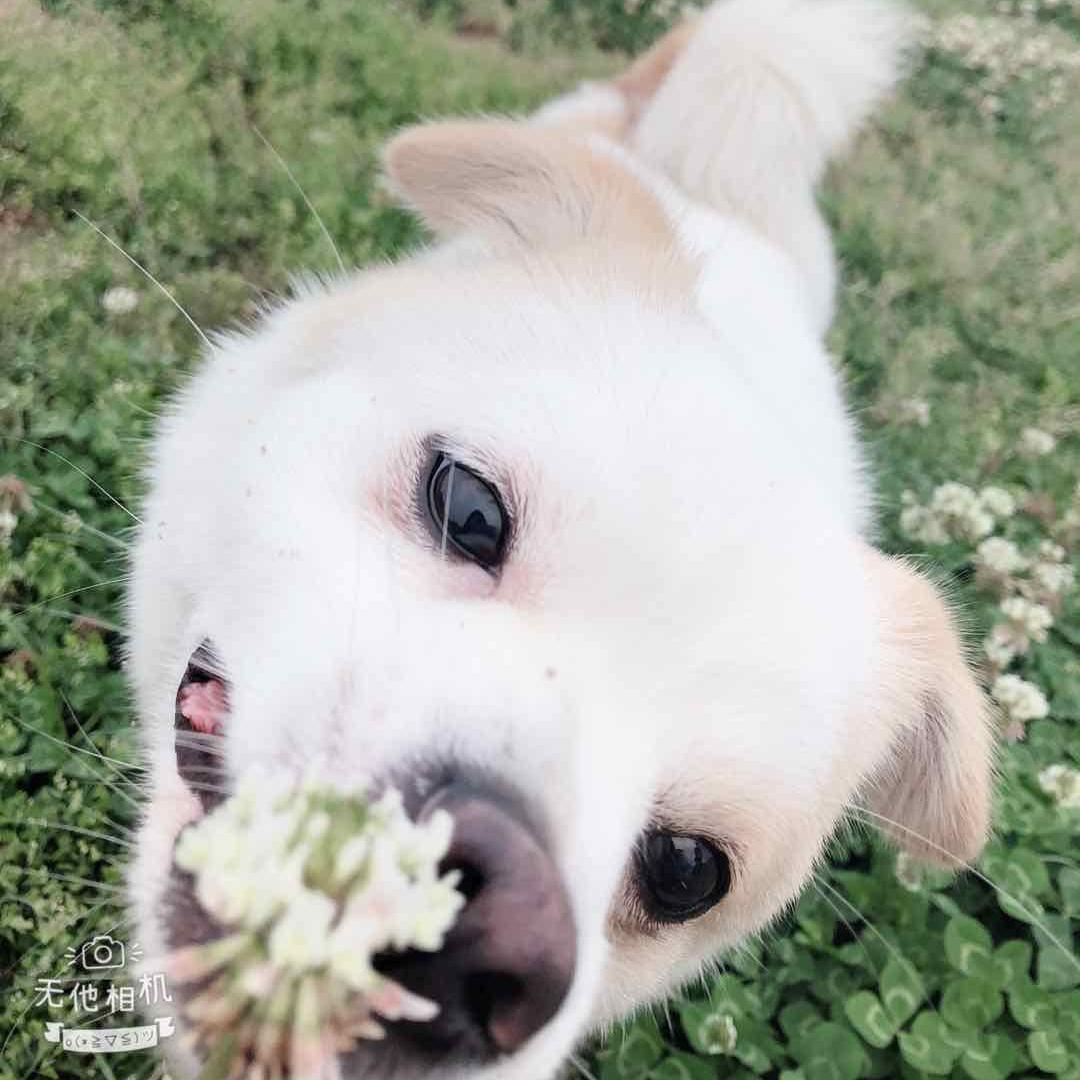 狗兜兜的日常头像