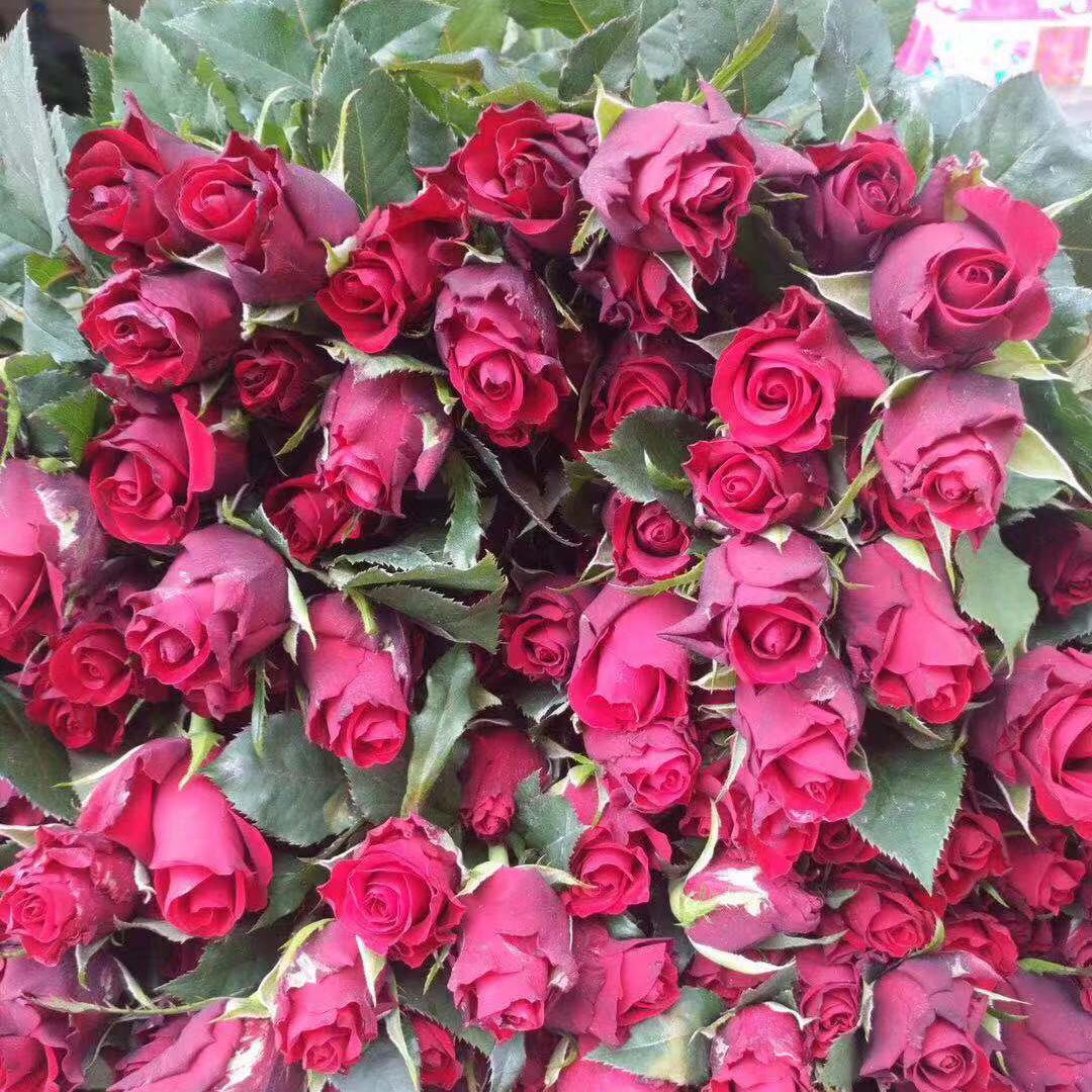 云瑰花香鲜花种植头像