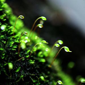 苔花静静开头像