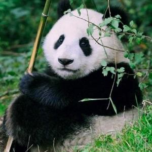 熊猫乐电影头像