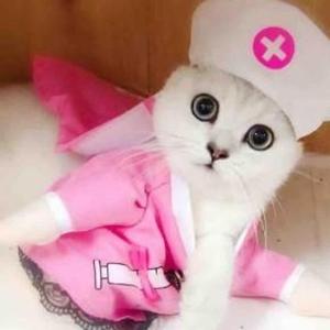大圆子的热爱粉头像