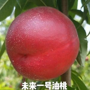 砀山蒋小果头像