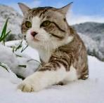 糊涂cat的个人资料头像