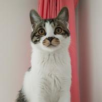 十三的名字叫猫头像