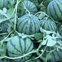 一天到晚游泳的武头像