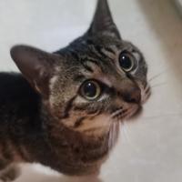 王二妮的喵十年头像