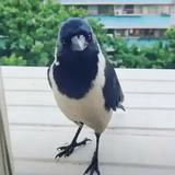 夸实昂柚头像