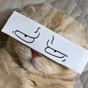 今天猫猫也很可爱啊头像