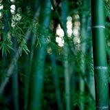 竹林风影头像