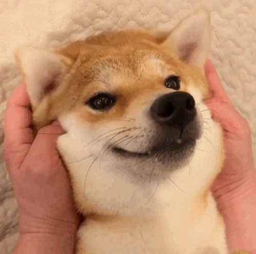 带只喵去流浪的个人资料头像