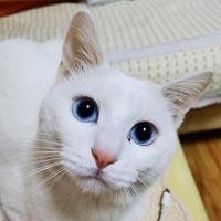 小球球是只猫头像