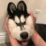 y先森的杂谈i头像