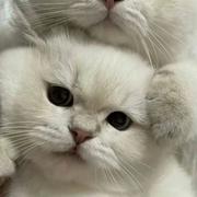 雪沫乳花的个人资料头像