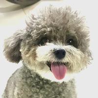 狼行天下纵横四海头像