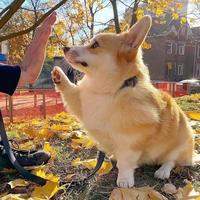 西瓜地里的小鸡头像